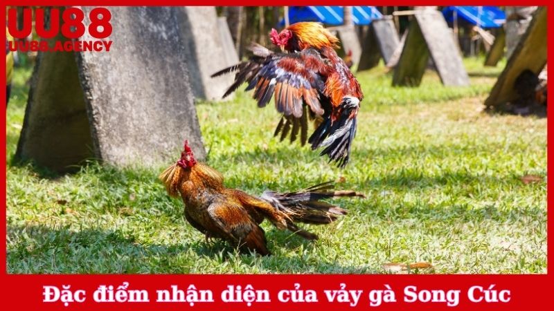 Đặc điểm nhận diện của vảy gà Song Cúc