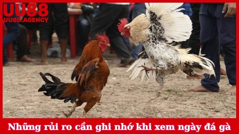 Những rủi ro cần ghi nhớ khi xem ngày đá gà